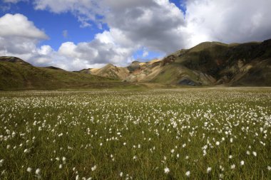 Landmannalaugar / İzlanda - 15 Ağustos 2017: Landmannalaugar Park, İzlanda, Avrupa 'daki bir nehre yansıyan pamuk 