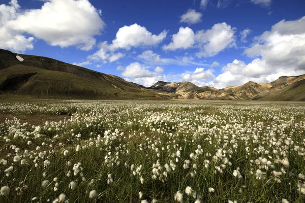 Landmannalaugar Island Augusti 2017 Arktiskt Bomullsfält Vid Landmannalaugar Park Island — Stockfoto