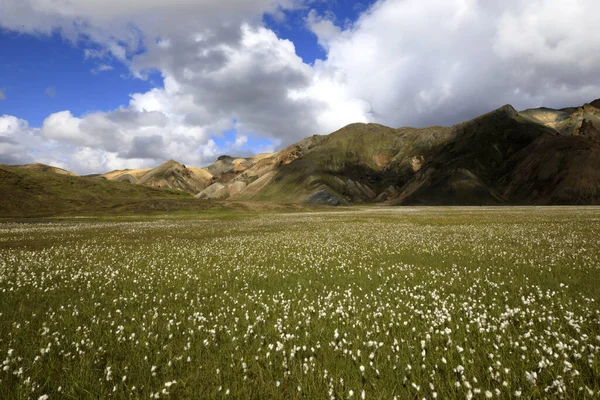 Landmannalaugar Islândia Agosto 2017 Campo Algodão Artico Parque Landmannalaugar Islândia — Fotografia de Stock