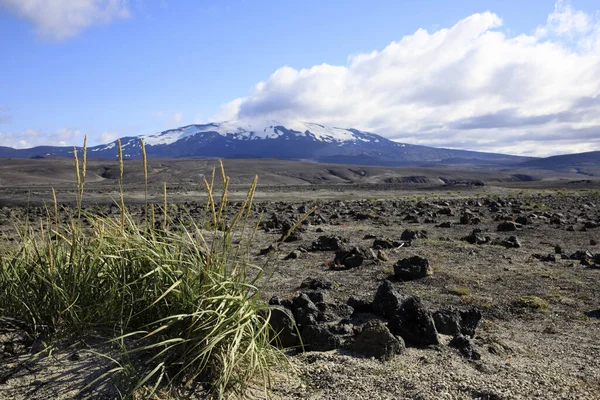 Island August 2017 Ein Typisches Lavafeld Der Nähe Des Landmannalaugar — Stockfoto