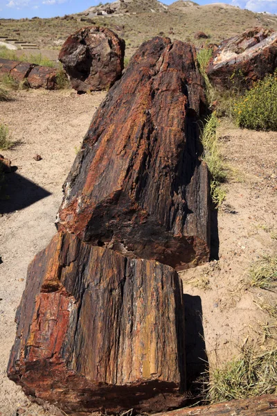 Arizona Usa Agosto 2015 Tronco Albero Pietrificato Nell Area Del — Foto Stock