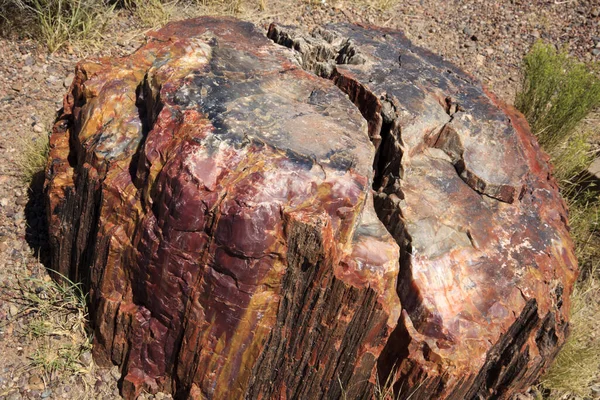 Arizona Usa Ağustos 2015 Petrified Forest Ulusal Parkı Bölgesinde Taşlaşmış — Stok fotoğraf