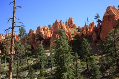 Utah / USA - August 22, 2015: View near a tourist pathway at Bryce Canyon National Park, Utah, US