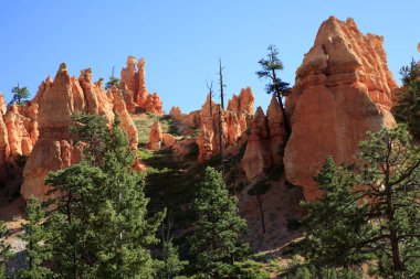 Utah / USA - August 22, 2015: View near a tourist pathway at Bryce Canyon National Park, Utah, US