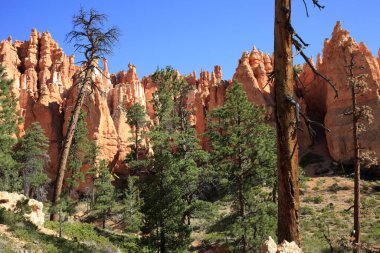 Utah / USA - August 22, 2015: View near a tourist pathway at Bryce Canyon National Park, Utah, US