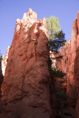 Utah / USA - August 22, 2015: View of hoodoo and rock formationat detail at Bryce Point in Bryce Canyon National Park, Utah, USA