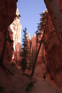 Utah / USA - August 22, 2015: Tourist looks Hoodoo and rock formation from a pathway in Bryce Canyon National Park, Utah, USA