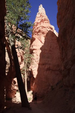 Utah / USA - August 22, 2015: Tourist looks Hoodoo and rock formation from a pathway in Bryce Canyon National Park, Utah, USA
