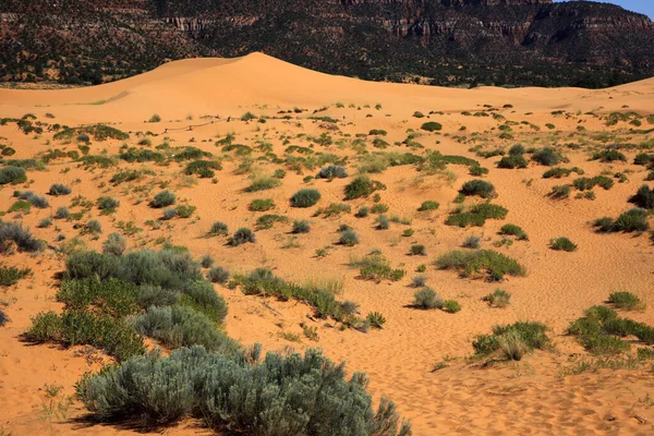 Utah Estados Unidos Agosto 2015 Zona Dunas Arena Coral Pink — Foto de Stock