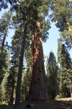 Kaliforniya / Usa - 23 Ağustos 2015: Sequoia Ulusal Parkı 'ndaki dev bir sekoya ağacı, Usa