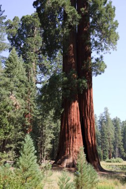 Kaliforniya / Usa - 23 Ağustos 2015: Sequoia Ulusal Parkı, Kaliforniya, Usa 'da dev bir sekoya ağacı gövdesi detayı