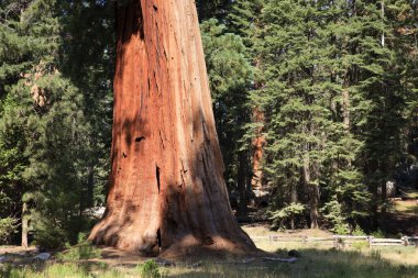 Kaliforniya / Usa - 23 Ağustos 2015: Sequoiadendron giganteum (Sequoiadendron giganteum) ve ladin ağacı gövdeleri Sequoia Ulusal Parkı, Kaliforniya, Usa