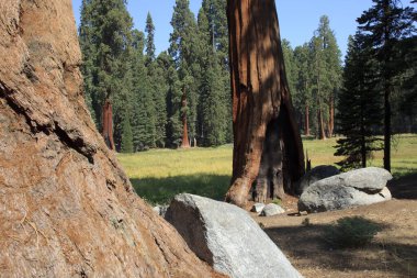 Kaliforniya / Usa - 23 Ağustos 2015: Sequoiadendron giganteum (Sequoiadendron giganteum) ve ladin ağacı gövdeleri Sequoia Ulusal Parkı, Kaliforniya, Usa