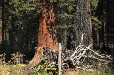 Kaliforniya / Usa - 23 Ağustos 2015: Sequoia Ulusal Parkı, Kaliforniya, Usa 'da dev bir sekoya ağacı gövdesi detayı