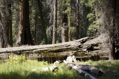 Kaliforniya / Usa - 23 Ağustos 2015: Sequoia Ulusal Parkı, Kaliforniya, Usa 'da dev bir sekoya ağacı gövdesi detayı