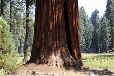 Kaliforniya / Usa - 23 Ağustos 2015: Sequoia Ulusal Parkı, Kaliforniya, Usa 'da dev bir sekoya ağacı gövdesi detayı