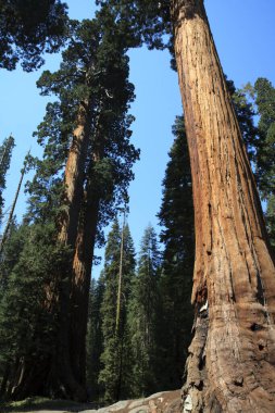 Kaliforniya / Usa - 23 Ağustos 2015: Sequoia Ulusal Parkı, Kaliforniya, Usa 'da dev bir sekoya ağacı gövdesi detayı
