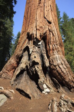 Kaliforniya / Usa - 23 Ağustos 2015: Sequoia Ulusal Parkı, Kaliforniya, Usa 'da dev bir sekoya ağacı gövdesi detayı