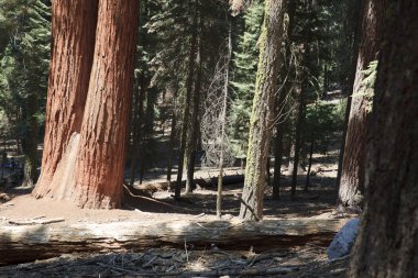 Kaliforniya / Usa - 23 Ağustos 2015: Sequoiadendron giganteum (Sequoiadendron giganteum) ve ladin ağacı gövdeleri Sequoia Ulusal Parkı, Kaliforniya, Usa