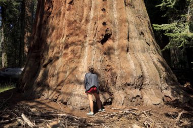 Kaliforniya / Usa - 23 Ağustos 2015: Bir kız Sequoia Ulusal Parkı, Kaliforniya, Usa 'da bulunan dev bir Sequoia ormanına benziyor