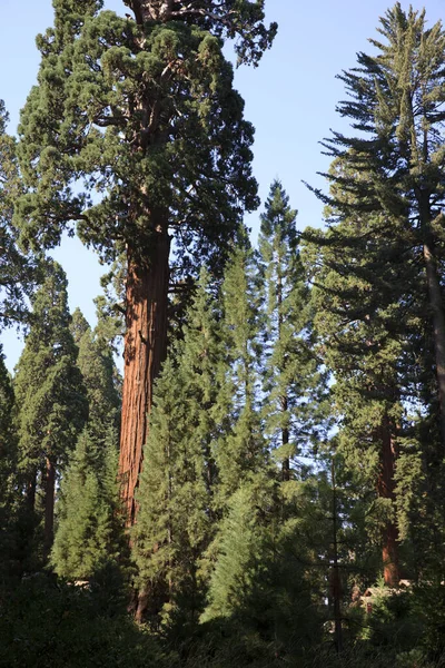 California Estados Unidos Agosto 2015 Bosque Sequoia Gigante Parque Nacional — Foto de Stock
