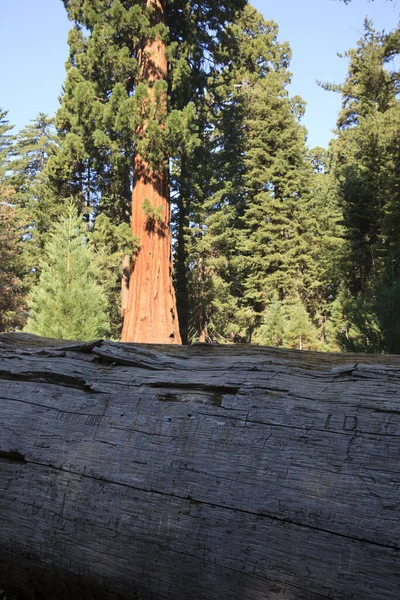 Kalifornien Usa August 2015 Ausschnitt Eines Riesigen Mammutbaums Sequoia National — Stockfoto
