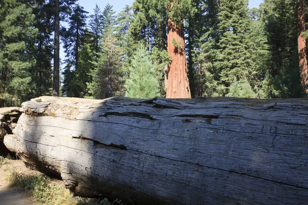 California Usa Srpna 2015 Kufr Detailem Obřího Sekvoje Národním Parku — Stock fotografie