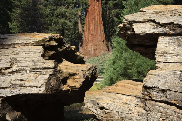 Califórnia Eua Agosto 2015 Detalhe Tronco Quebrado Uma Sequoia Gigante — Fotografia de Stock