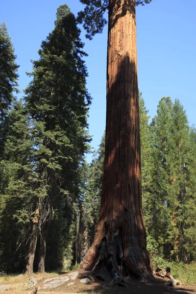 加利福尼亚 乌萨州 2015年8月23日 加州乌萨州红杉国家公园森林中的一棵巨大红杉树干 — 图库照片
