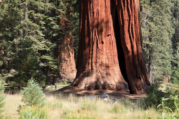 California Estados Unidos Agosto 2015 Sequoia Gigante Sequoiadendron Giganteum Troncos — Foto de Stock