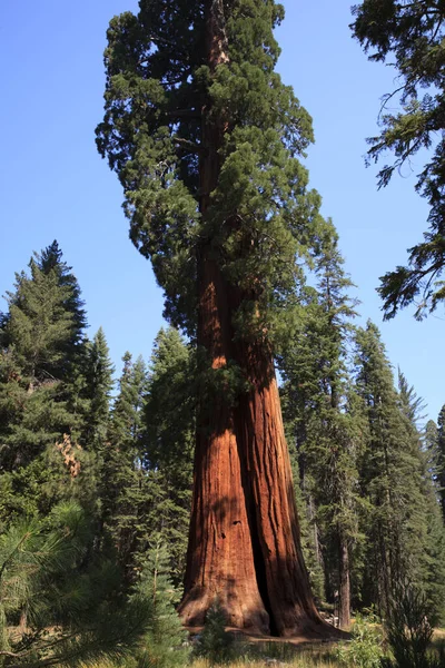 Kalifornien Usa Augusti 2015 Ett Gigantiskt Sequoiaträd Skogen Sequoia National — Stockfoto