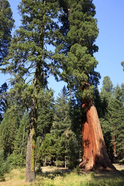 Kalifornien Usa Augusti 2015 Ett Gigantiskt Sequoiaträd Skogen Sequoia National — Stockfoto