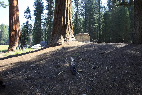 Califórnia Eua Agosto 2015 Sequoia Gigante Sequoiadendron Giganteum Troncos Abeto — Fotografia de Stock