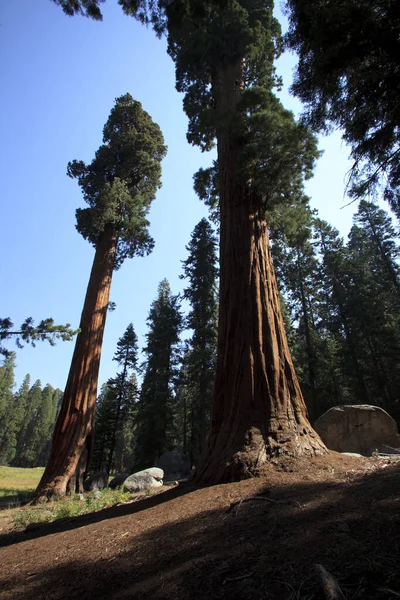 California Usa Srpna 2015 Obří Sekvoje Lese Národního Parku Sequoia — Stock fotografie