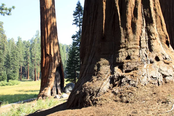 California Estados Unidos Agosto 2015 Sequoia Gigante Sequoiadendron Giganteum Troncos — Foto de Stock