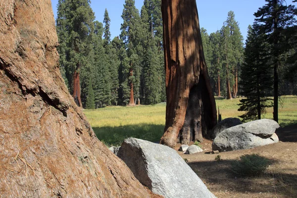 California Estados Unidos Agosto 2015 Sequoia Gigante Sequoiadendron Giganteum Troncos — Foto de Stock