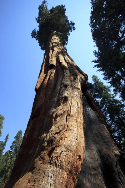 California Usa Srpna 2015 Obrovský Kmen Sekvoje Lese Národního Parku — Stock fotografie