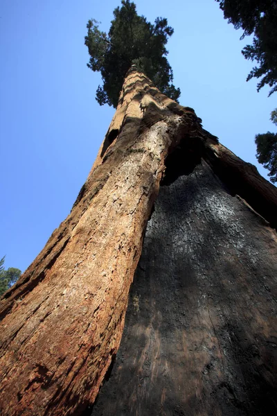 California Usa Augustus 2015 Een Gigantische Sequoia Boomstam Detail Het — Stockfoto
