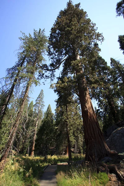 Californie États Unis Août 2015 Vue Sur Forêt Séquoia Géant — Photo