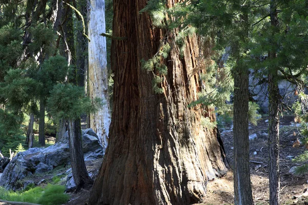 加利福尼亚 乌萨州 2015年8月23日 加州乌萨州红杉国家公园森林中的一棵巨大红杉树干 — 图库照片