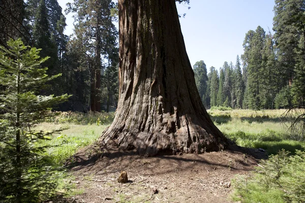 California Estados Unidos Agosto 2015 Detalle Del Tronco Árbol Secuoya — Foto de Stock