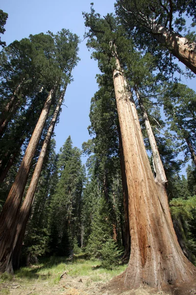 California Usa Srpna 2015 Lesní Pohled Obří Sekvoje Národním Parku — Stock fotografie