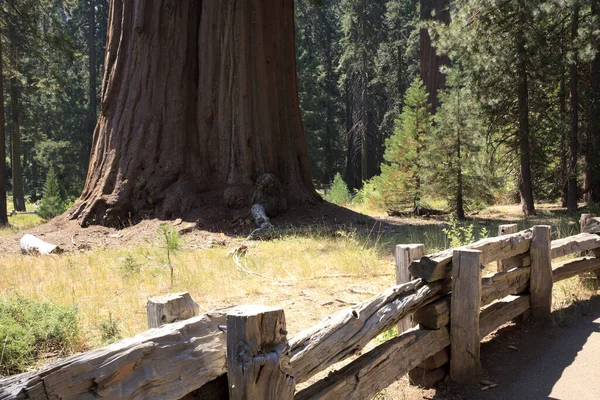 California Estados Unidos Agosto 2015 Detalle Del Tronco Árbol Secuoya — Foto de Stock