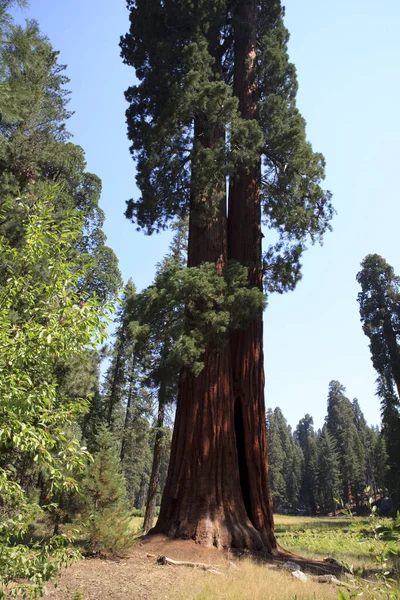 California Usa Srpna 2015 Giant Sequoia Sequoiadendron Giganteum Smrkové Kmeny — Stock fotografie
