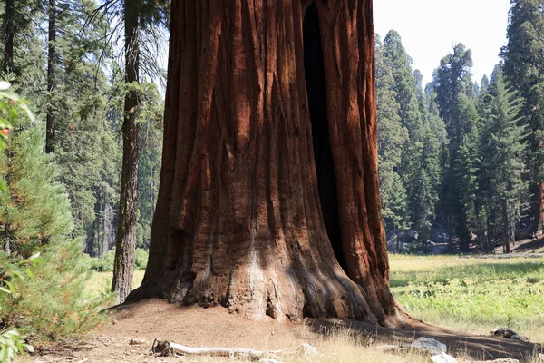 Kalifornien Usa August 2015 Ein Riesiges Mammutbaum Detail Wald Des — Stockfoto