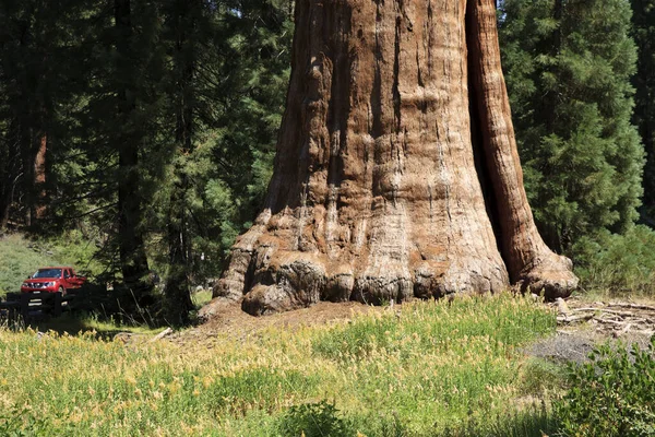 Kalifornien Usa August 2015 Ein Riesiges Mammutbaum Detail Wald Des — Stockfoto