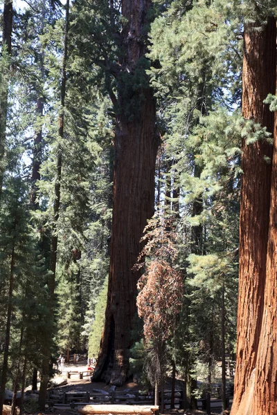 Kalifornien Usa August 2015 Ein Waldblick Auf Mammutbäume Sequoia National — Stockfoto