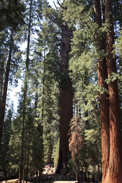 California Usa Srpna 2015 Lesní Pohled Obří Sekvoje Národním Parku — Stock fotografie