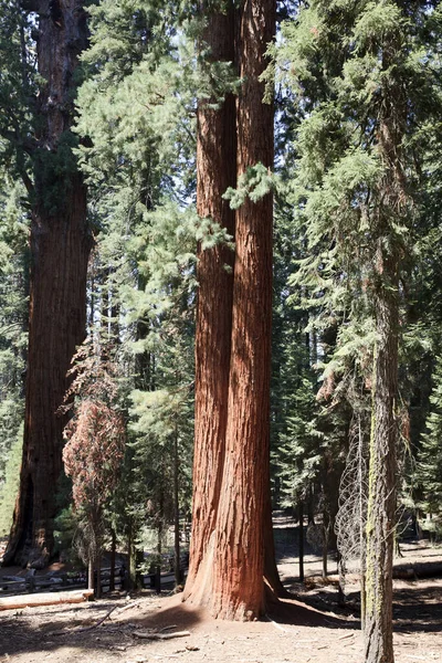 Kalifornien Usa Augusti 2015 Skogsutsikt Över Jätte Sequoia Sequoia National — Stockfoto