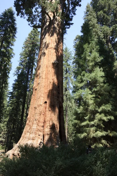 California Usa Srpna 2015 Lesní Pohled Obří Sekvoje Národním Parku — Stock fotografie